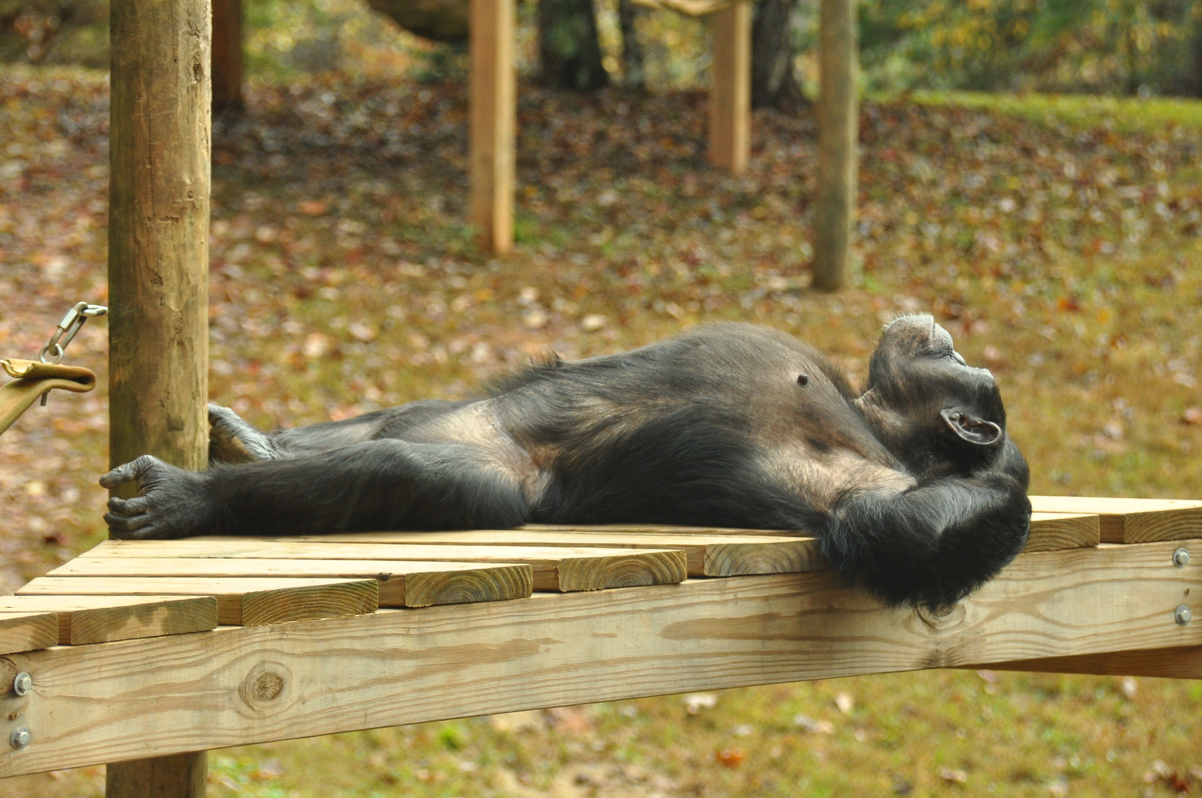 Check out our cool chimpanzee,Chloe!