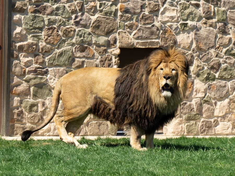 Take a look at our big star, Leo!